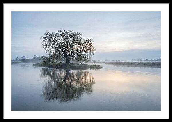 Ancient Willow By The River