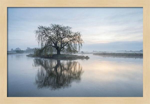 Ancient Willow By The River