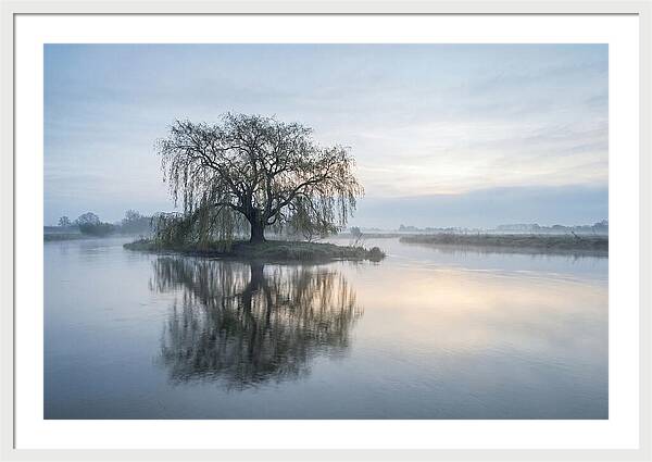 Ancient Willow By The River