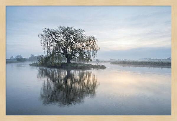 Ancient Willow By The River