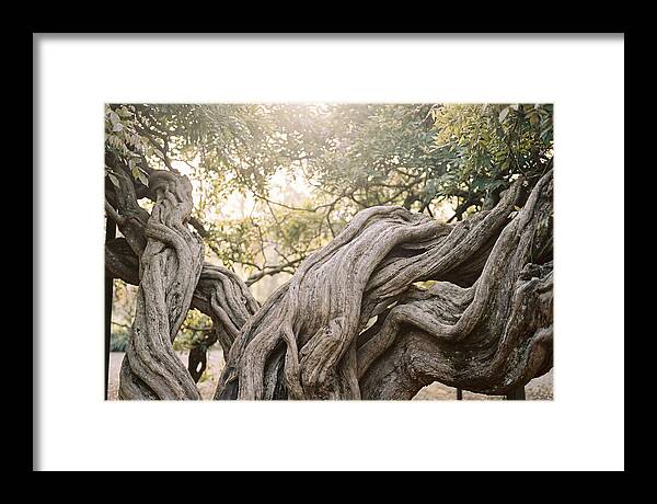Ancient Wisteria Trunk Sculpture
