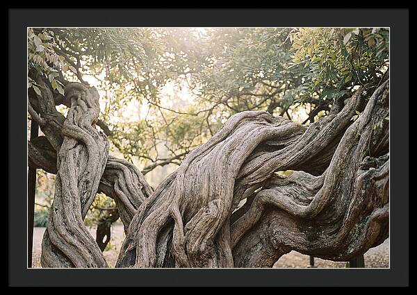 Ancient Wisteria Trunk Sculpture