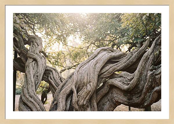Ancient Wisteria Trunk Sculpture