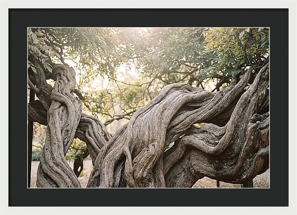 Ancient Wisteria Trunk Sculpture