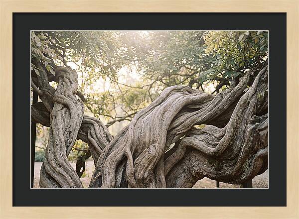 Ancient Wisteria Trunk Sculpture