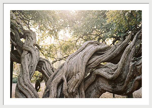 Ancient Wisteria Trunk Sculpture