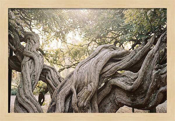 Ancient Wisteria Trunk Sculpture