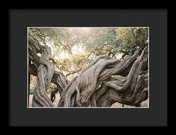 Ancient Wisteria Trunk Sculpture