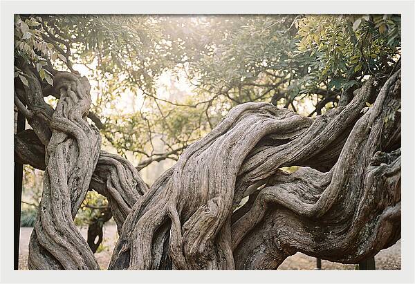 Ancient Wisteria Trunk Sculpture