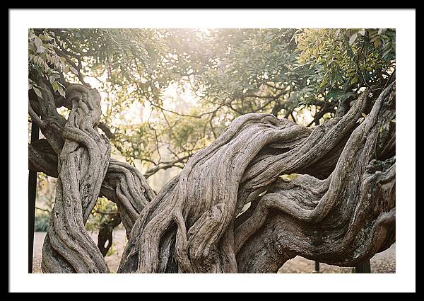 Ancient Wisteria Trunk Sculpture