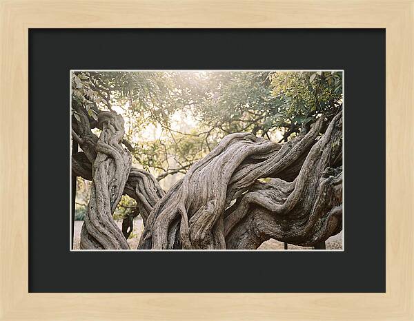 Ancient Wisteria Trunk Sculpture