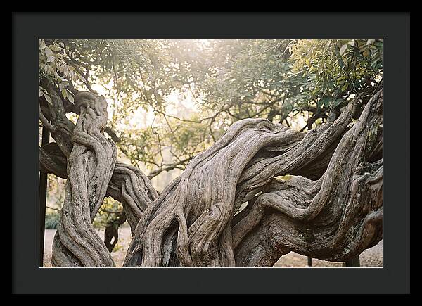 Ancient Wisteria Trunk Sculpture