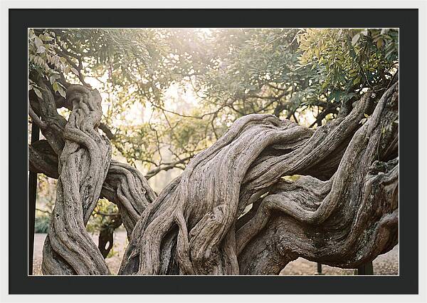 Ancient Wisteria Trunk Sculpture