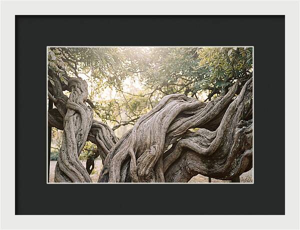 Ancient Wisteria Trunk Sculpture