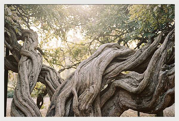 Ancient Wisteria Trunk Sculpture