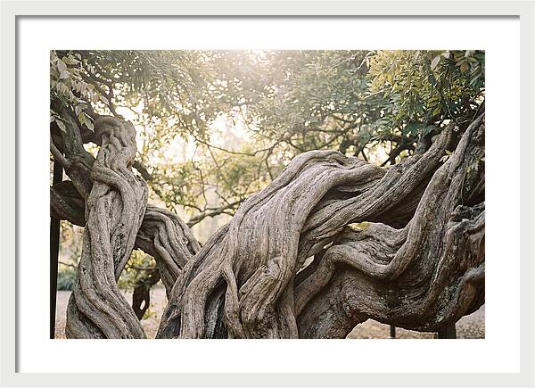 Ancient Wisteria Trunk Sculpture