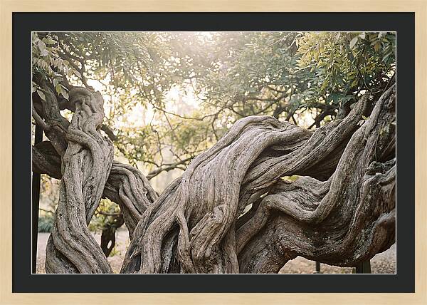 Ancient Wisteria Trunk Sculpture