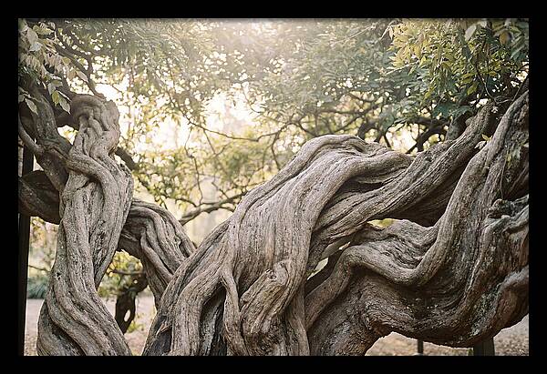 Ancient Wisteria Trunk Sculpture