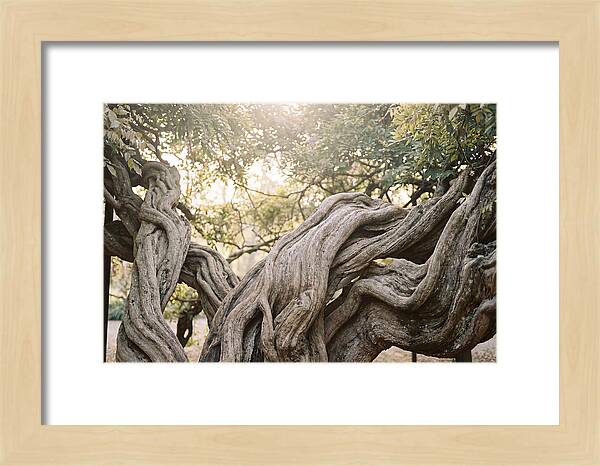 Ancient Wisteria Trunk Sculpture
