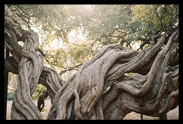 Ancient Wisteria Trunk Sculpture