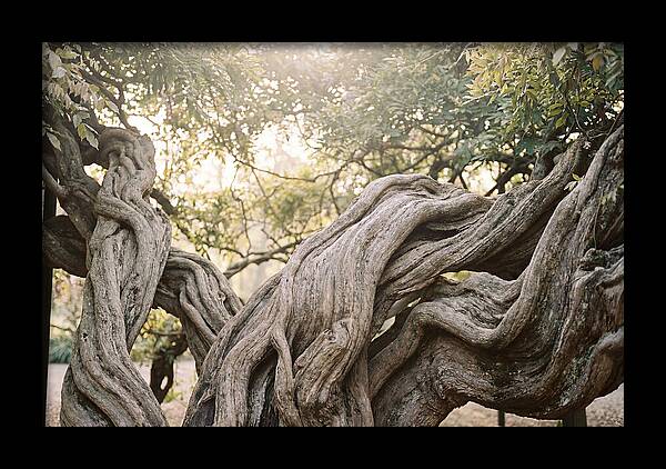 Ancient Wisteria Trunk Sculpture