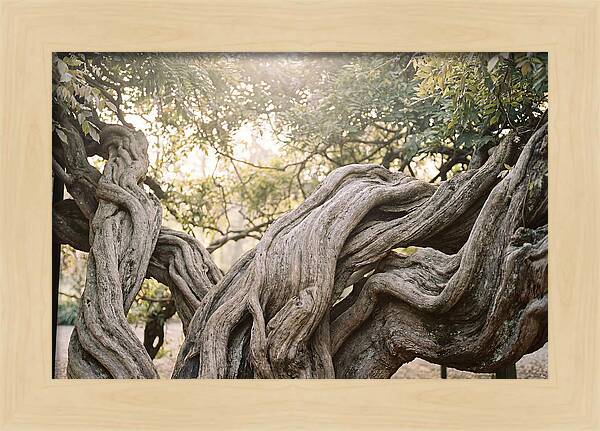 Ancient Wisteria Trunk Sculpture