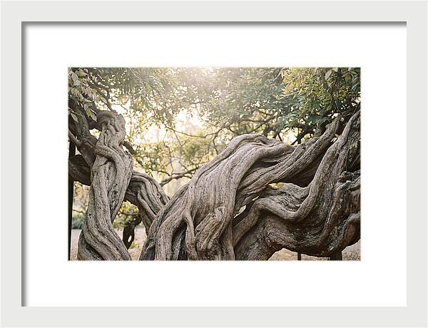 Ancient Wisteria Trunk Sculpture