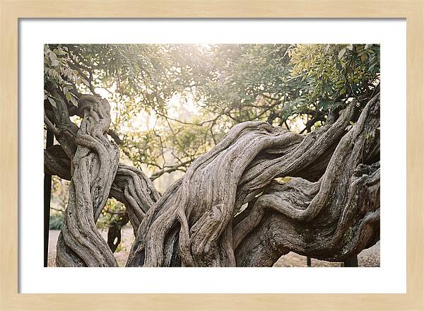 Ancient Wisteria Trunk Sculpture