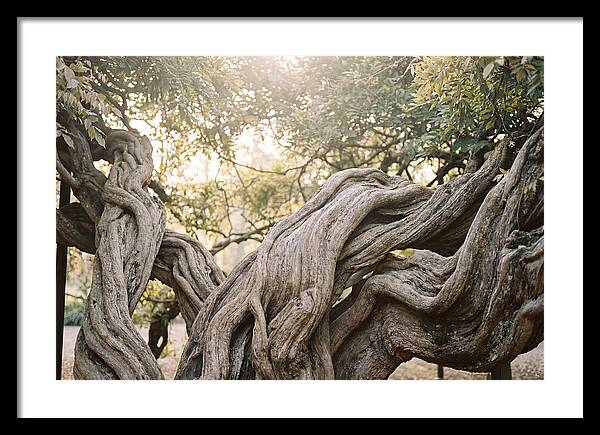 Ancient Wisteria Trunk Sculpture