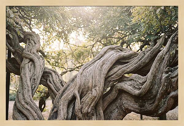 Ancient Wisteria Trunk Sculpture