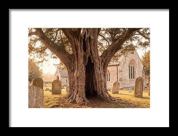Ancient Yew Tree Embracing Time