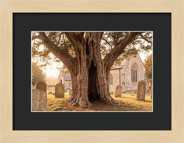 Ancient Yew Tree Embracing Time