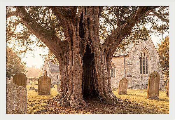 Ancient Yew Tree Embracing Time