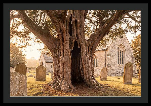 Ancient Yew Tree Embracing Time