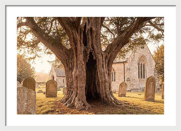 Ancient Yew Tree Embracing Time