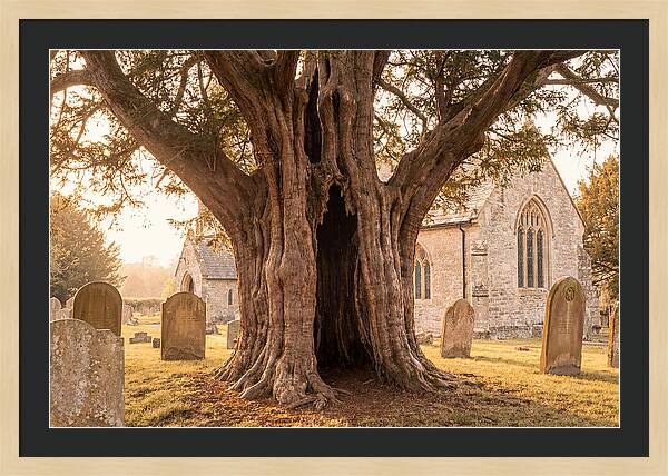Ancient Yew Tree Embracing Time