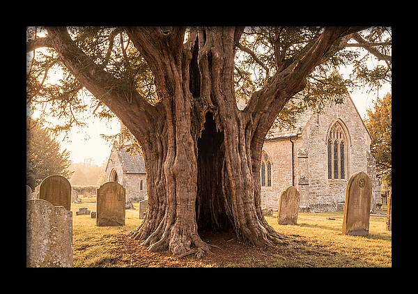 Ancient Yew Tree Embracing Time