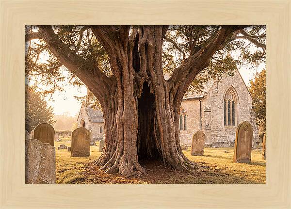 Ancient Yew Tree Embracing Time