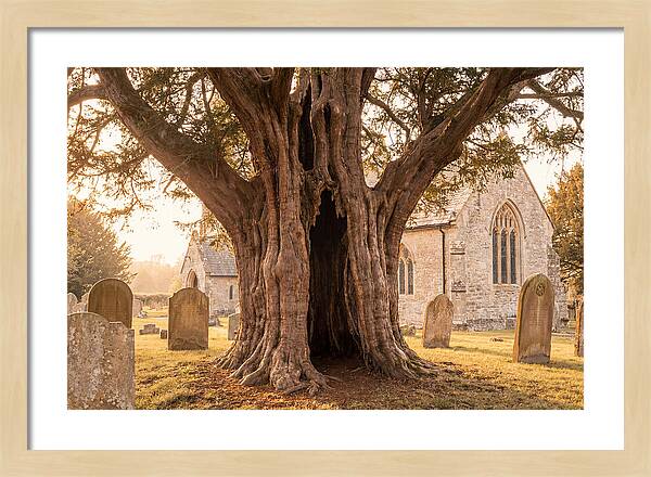 Ancient Yew Tree Embracing Time