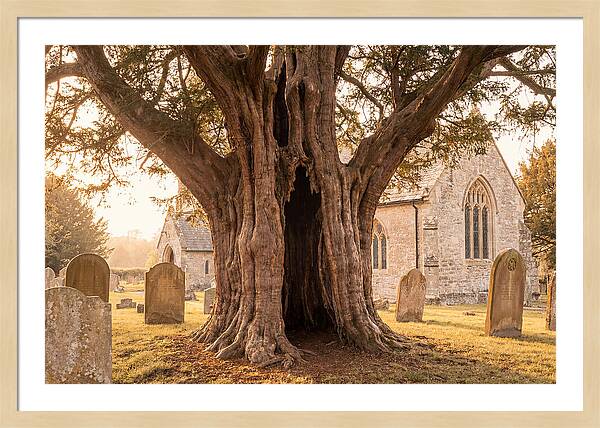Ancient Yew Tree Embracing Time