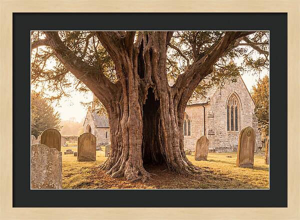 Ancient Yew Tree Embracing Time