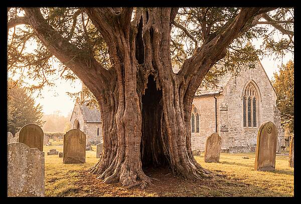Ancient Yew Tree Embracing Time