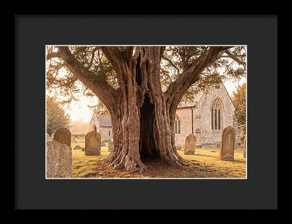 Ancient Yew Tree Embracing Time
