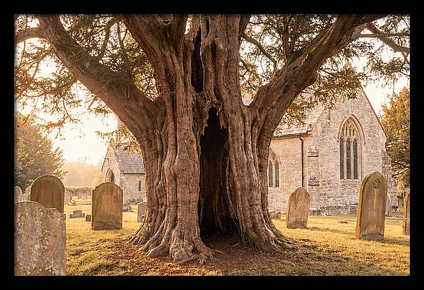 Ancient Yew Tree Embracing Time