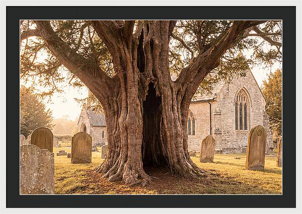Ancient Yew Tree Embracing Time
