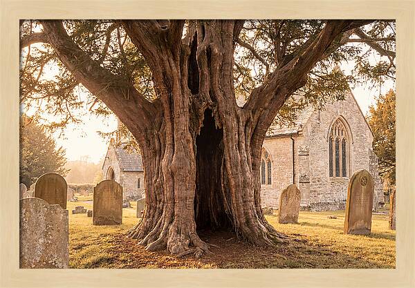 Ancient Yew Tree Embracing Time