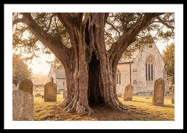 Ancient Yew Tree Embracing Time