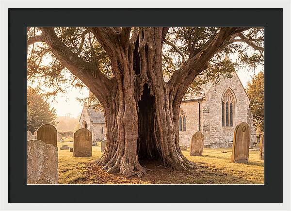 Ancient Yew Tree Embracing Time