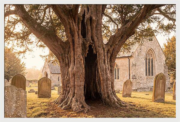Ancient Yew Tree Embracing Time