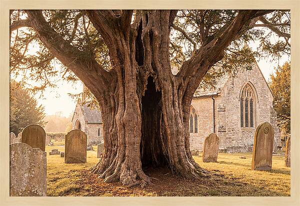 Ancient Yew Tree Embracing Time